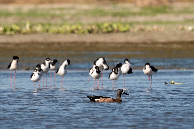 Cabo birding | Bird watching at bird sanctuary - A relaxed two-and-a-half-hour birding walk