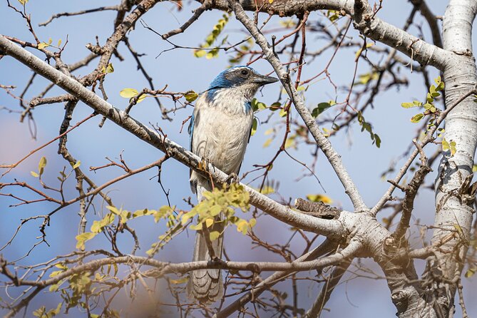Cabo birding | Bird watching at bird sanctuary - What is included, and what you still need