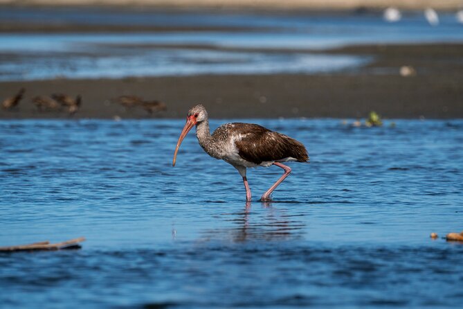 Cabo birding | Bird watching at bird sanctuary - Who will enjoy this experience most
