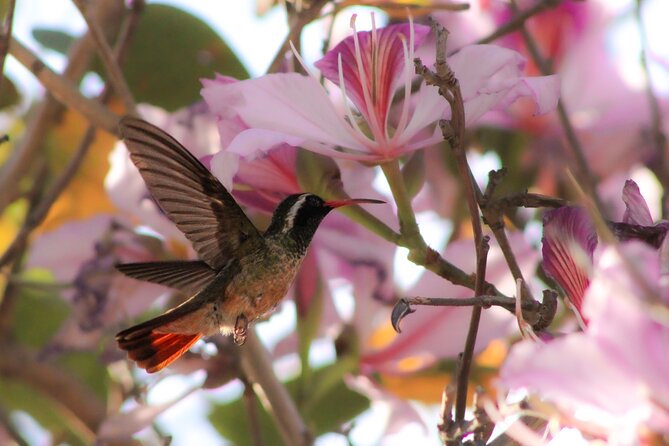 Cabo birding | Bird watching at bird sanctuary - What you may see at the bird sanctuary