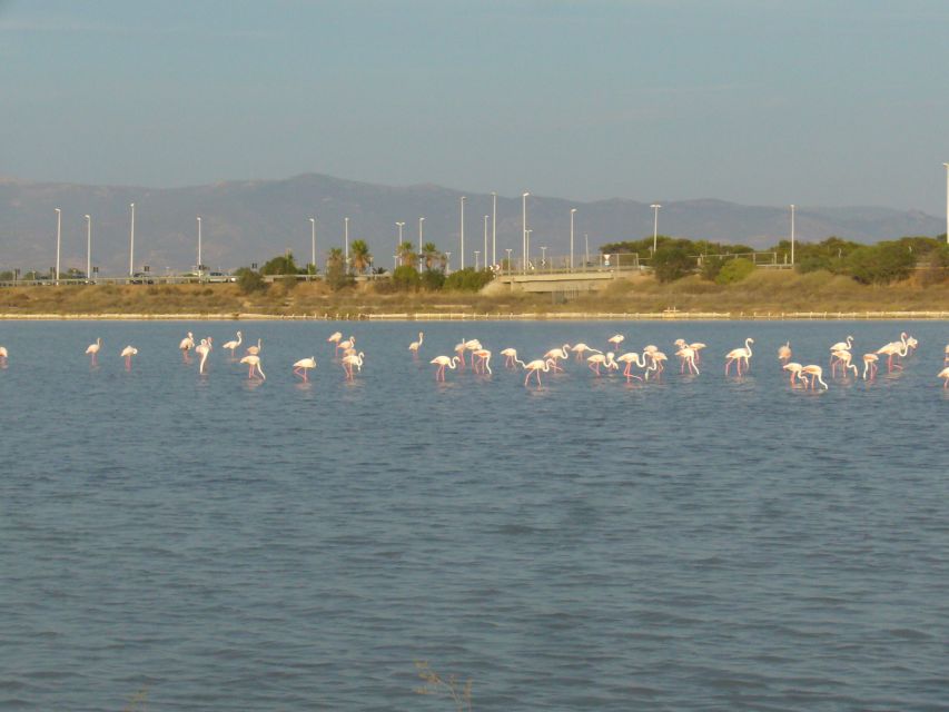 Cagliari: Bike Tour in the Flamingo Oasis - Why this bike tour works so well in Cagliari