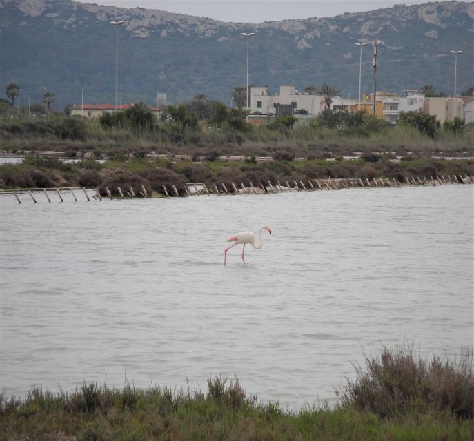 Cagliari: Bike Tour in the Flamingo Oasis - Who should book it