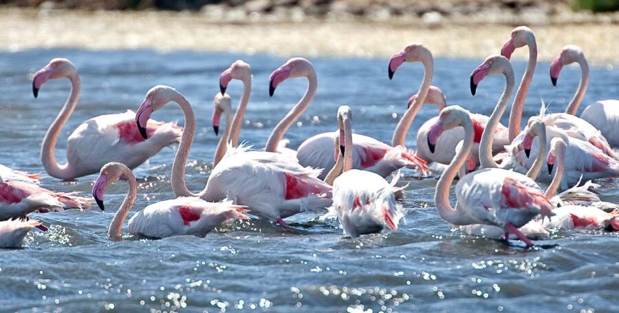 Cagliari E-Bike Tour: Canals & Flamingos at Molentargius - What the $70 price includes