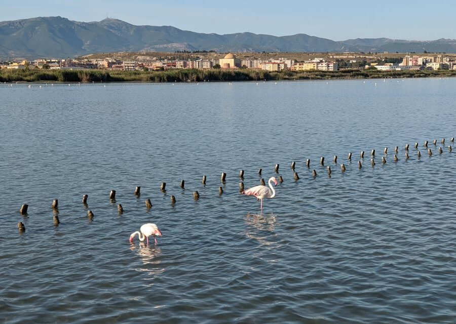Cagliari E-Bike Tour: Canals & Flamingos at Molentargius - Guides, pace, and the personal touch