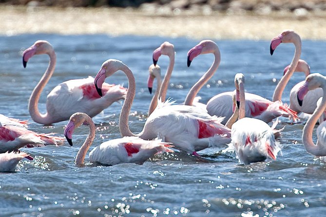 Cagliari E-Bike Tour: Gulf, Canals & Flamingos at Molentargius - Key points to know before you book