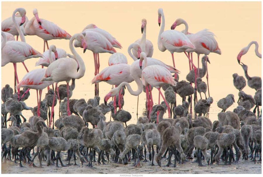 Cagliari: EcoSafari Flamingos Tour in Molentargius Park - Starting at the Infopoint and joining the minibus