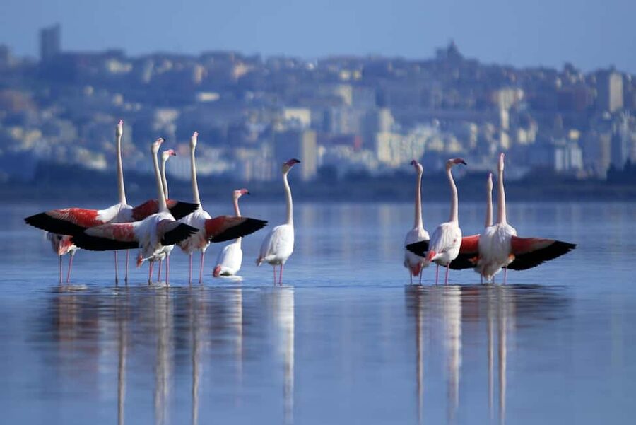 Cagliari: EcoSafari Flamingos Tour in Molentargius Park - Weather can make or break the outing