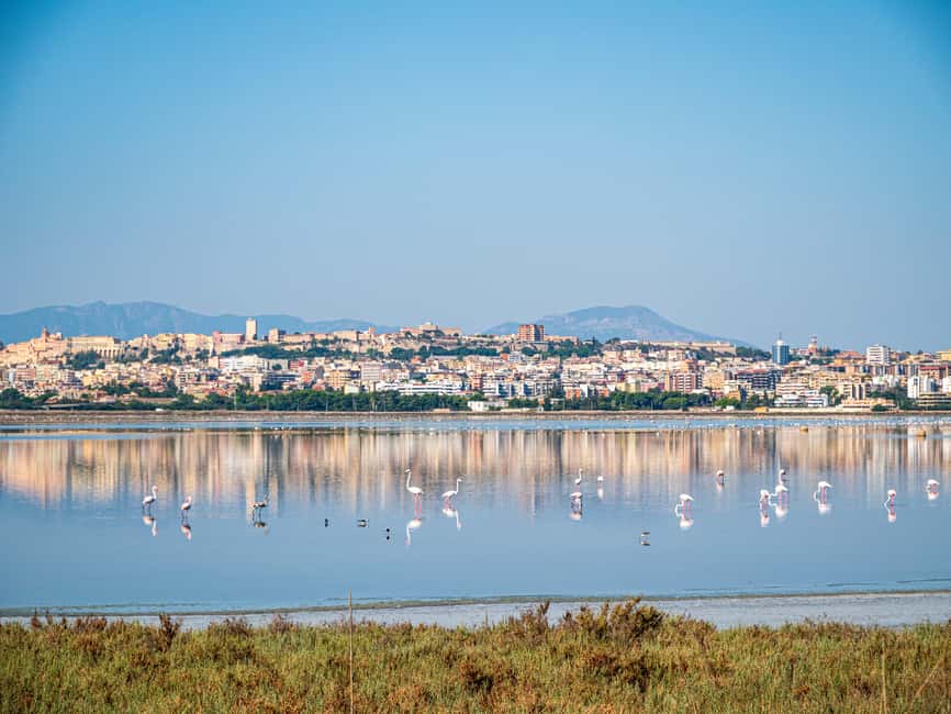 Cagliari: EcoSafari Flamingos Tour in Molentargius Park - Is $29 a fair price?