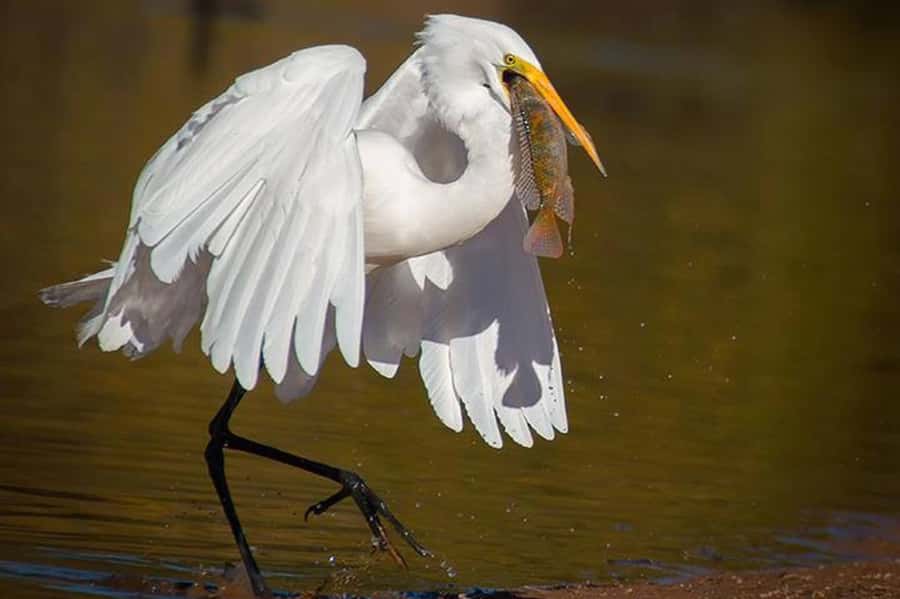 Cairo: Wadi El Ryan Fayoum Oasis &Bird Watching Private Tour - Crystal Mountain and the desert road