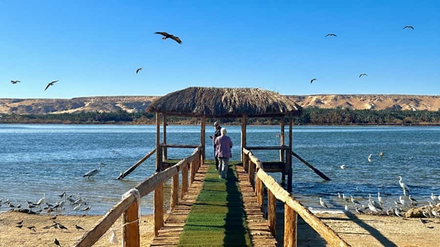 Cairo: Wadi El Ryan Fayoum Oasis &Bird Watching Private Tour - A possible change to Wadi El Hitan