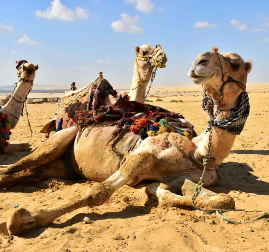 Cairo: Wadi El Ryan Fayoum Oasis &Bird Watching Private Tour - Late lunch in a local restaurant
