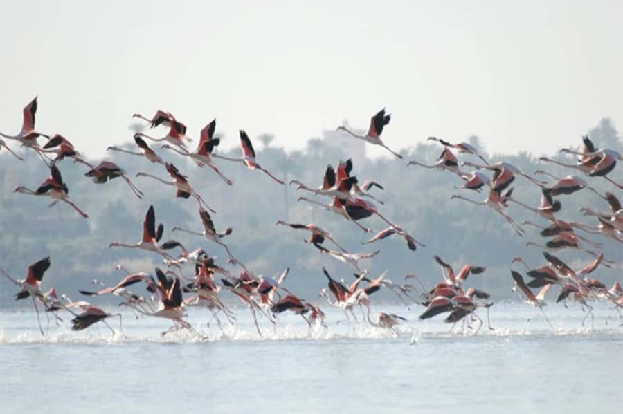 Cairo: Wadi El Ryan Fayoum Oasis &Bird Watching Private Tour - Who will enjoy this Faiyum day most?