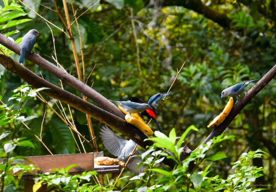 Cali: Bird Watching in The San Antonio Fog Forest - Why the San Antonio Fog Forest works for birdwatching