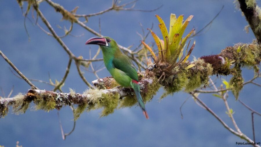 Cali: Bird Watching in The San Antonio Fog Forest - Should you book the San Antonio Fog Forest tour?