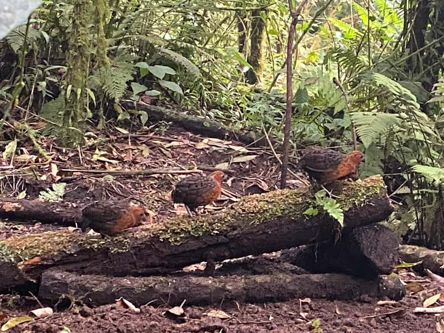 Cali: Bird Watching in The San Antonio Fog Forest - Six hours from the Intercontinental Hotel to the cloud forest