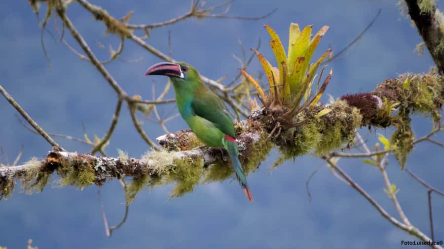 Cali: Bird Watching in The San Antonio Fog Forest - Hummingbirds are the main attraction