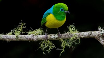 Bird Watching in The San Antonio Fog Forest
