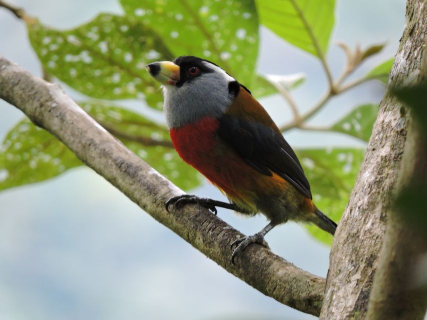 Cali: Bird Watching in The San Antonio Fog Forest - What the guide adds to the outing