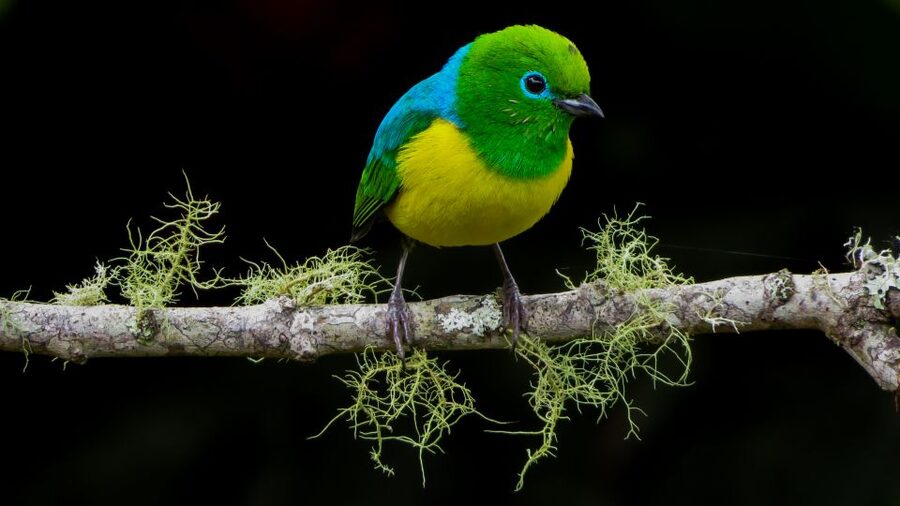 Cali: Bird Watching in The San Antonio Fog Forest - The best months and the rain-or-shine rule