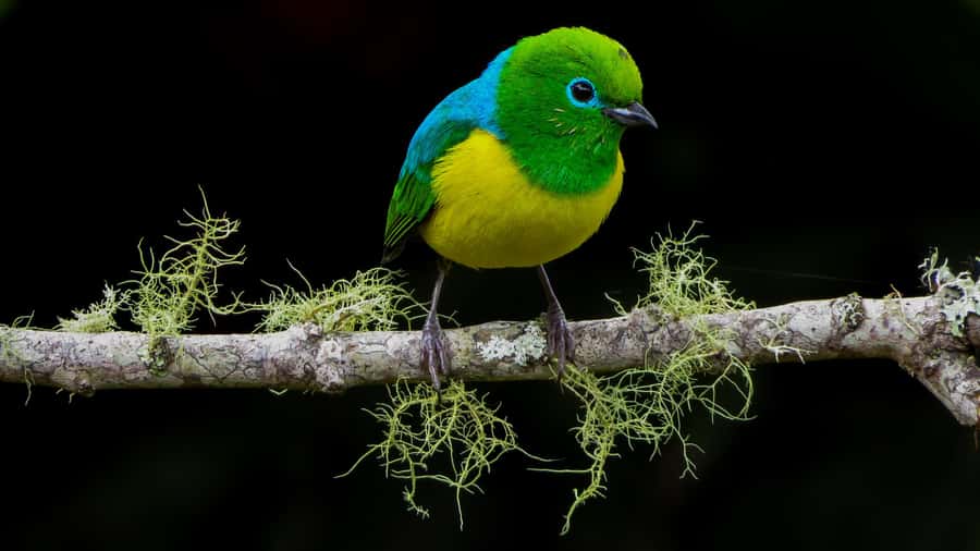 Cali: Bird Watching in The San Antonio Fog Forest - Six viewing areas, plus the Km18 roadside stop