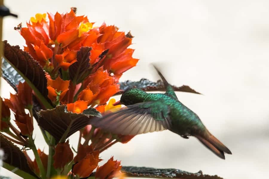Cali: Birdwatching in la Cumbre - Two hours of guided birdwatching in Valle del Cauca