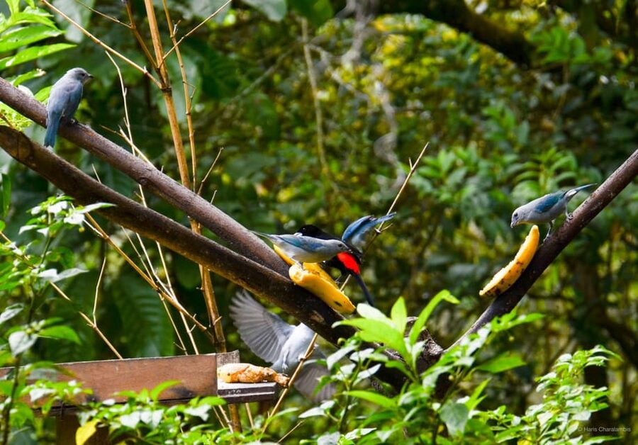 Cali: Birdwatching in la Cumbre - One hour for photos and wide views