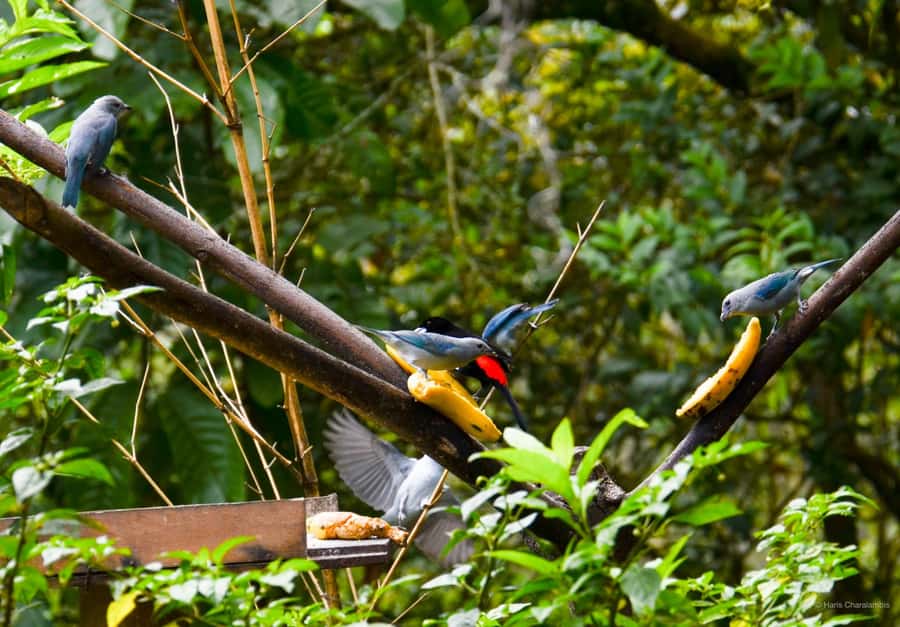 Cali: Birdwatching in la Cumbre - The 5 am start at the InterContinental Cali