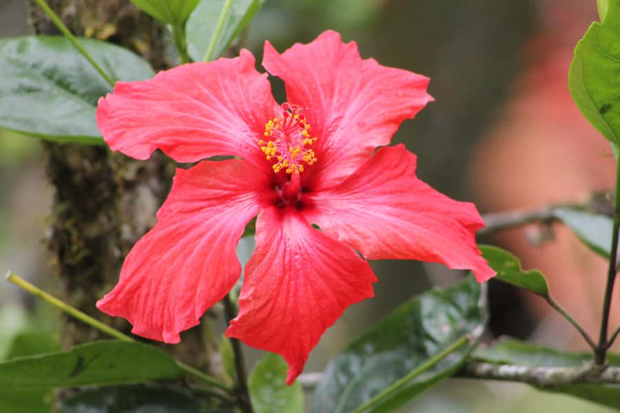 Cali: Hummingbird Watching & Photography Tour - Why Finca Alejandría is special for hummingbirds