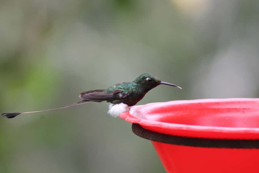 Cali: Hummingbird Watching & Photography Tour - Two hours among the hummingbirds