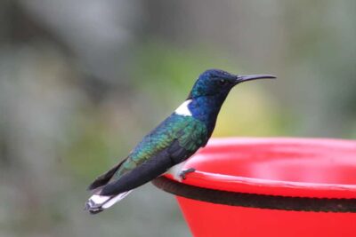 Hummingbird Watching & Photography Tour