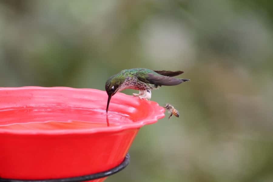 Cali: Hummingbird Watching & Photography Tour - Photography without a long trek
