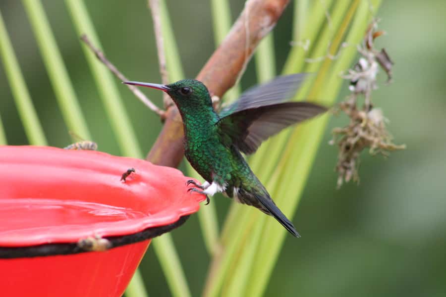 Cali: Hummingbird Watching & Photography Tour - The mountain weather changes the plan