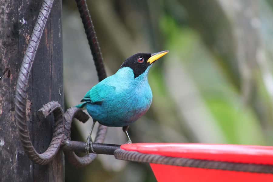 Cali: Hummingbird Watching & Photography Tour - What is included for $65