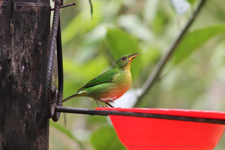 Cali: Hummingbird Watching & Photography Tour - Private groups and the guide experience