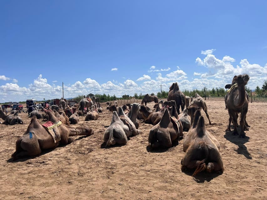 Camel Trails and Bird Tales: Discovering Elsen Tasarkhai - Why the driver can make or break the day
