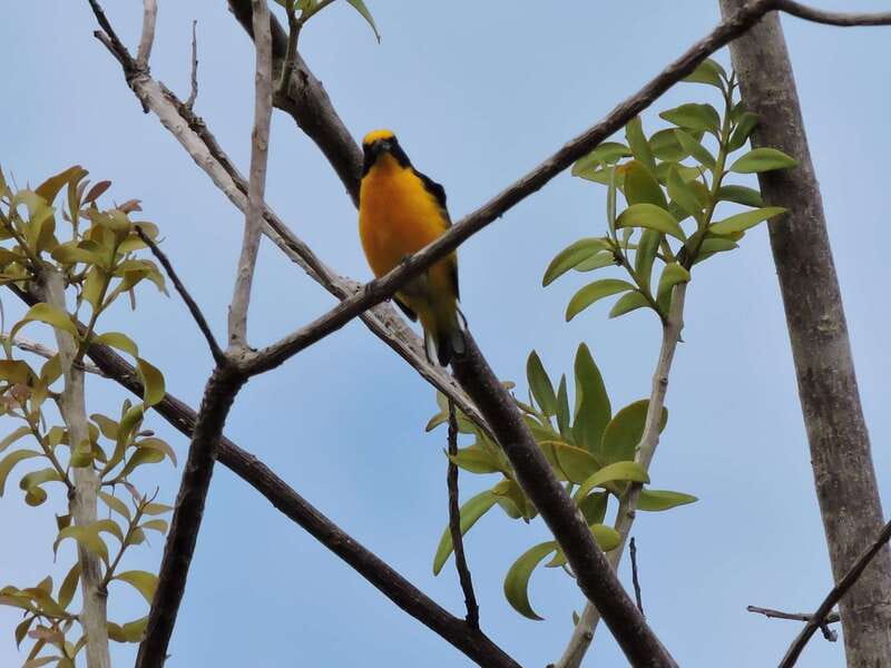 Cancún: Guided Birdwatching Hike - FAQ