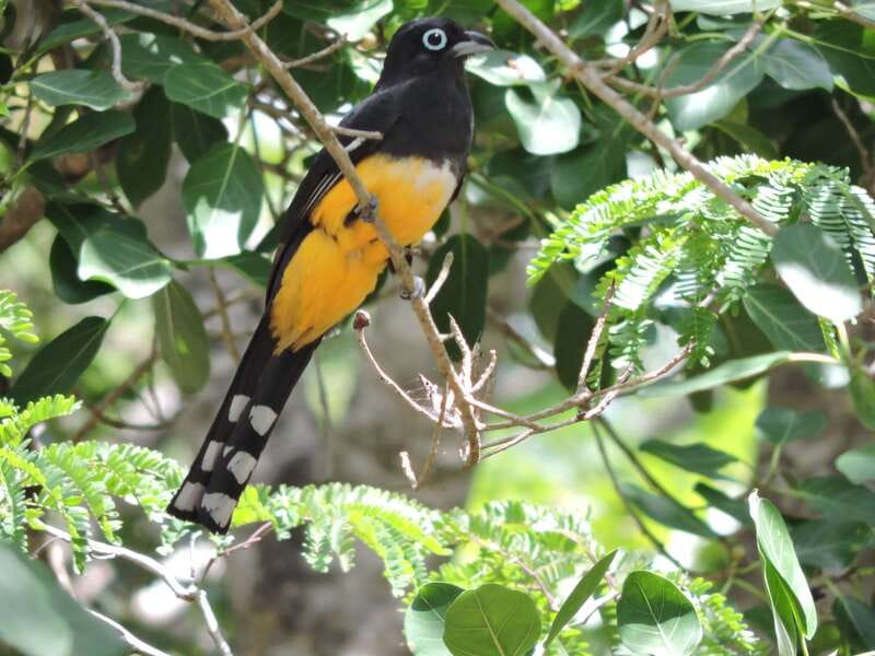Cancún: Guided Birdwatching Hike - Three Hours of Birdwatching in the Mayan Jungle