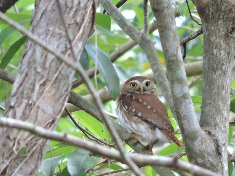 Cancún: Guided Birdwatching Hike - Coffee, Fruit, and a Gentle Midmorning Break