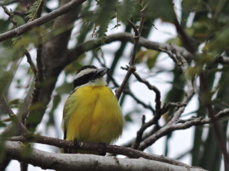 Cancún: Guided Birdwatching Hike - What the $169 Price Really Covers