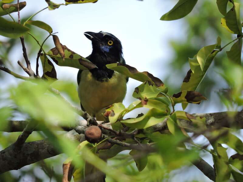 Cancún: Guided Birdwatching Hike - Who Will Enjoy This Morning Most