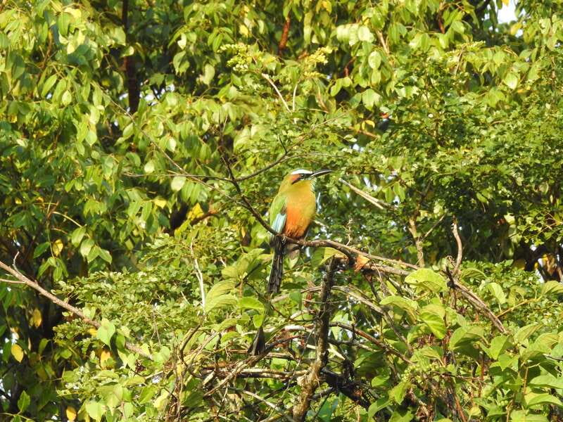 Cancún: Guided Birdwatching Hike - Should You Book the Cancún Birdwatching Hike?