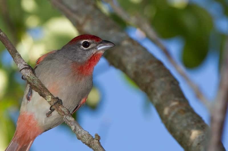Cancun: Private Birdwatching Tour - Why the 5 am start matters