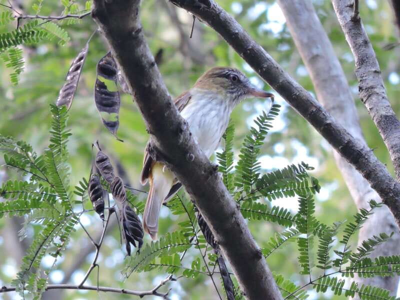 Cancun: Private Birdwatching Tour - Booking flexibility and practical limits