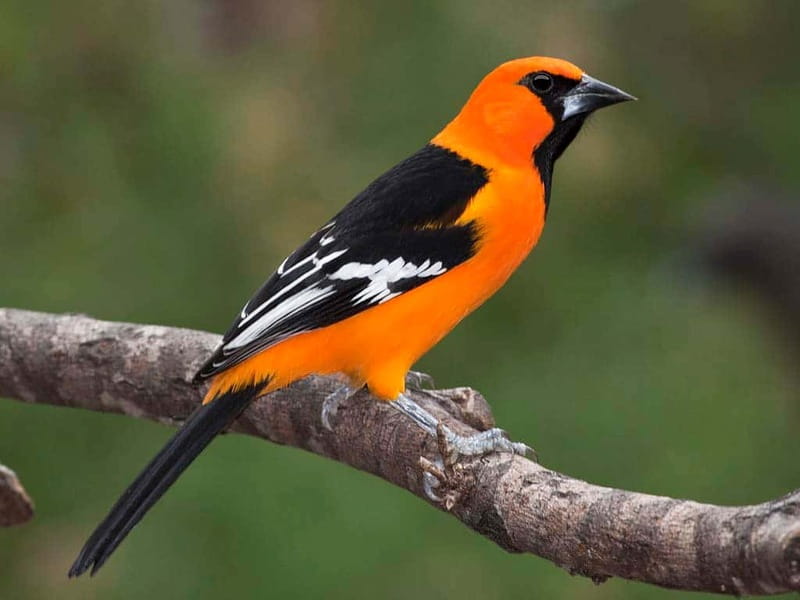 Cancun: Private Birdwatching Tour - Walking into the Mayan jungle