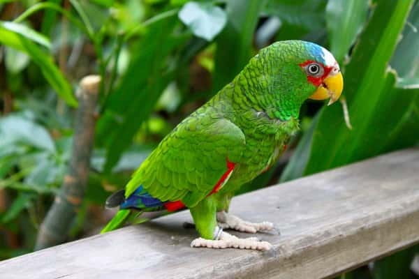 Cancun: Private Birdwatching Tour - What makes Carlos such a useful guide