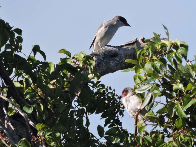 Cancun: Private Birdwatching Tour - What the private price really gets you