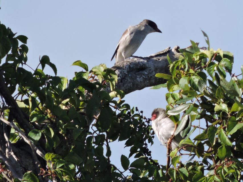 Cancun: Private Birdwatching Tour - How the transport affects your morning