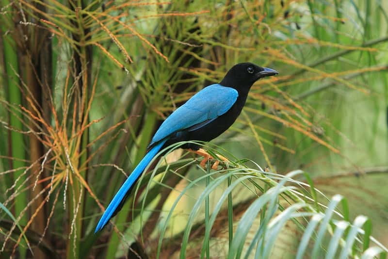 Cancun: Private Birdwatching Tour - The birds you may see