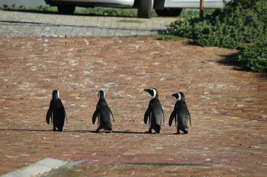 Cape Agulhas, Hermanus & Stoney point Penguins full Day Tour - What the $224 price includes