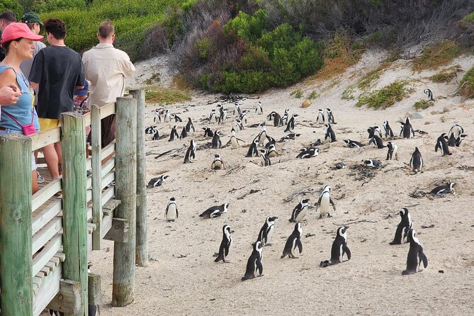 Cape Agulhas, Hermanus Whale Watching, Penguins and Wine Tasting - The difficult choice: penguins or Stellenbosch